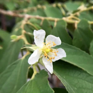Yellow Strawberry Tree - 2 to 3 Feet Plant in Pot - Unique Fruit Tree
