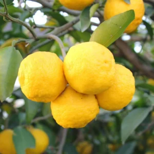 Yuzu Mandarin Plant - Citrus Tree - 2 to 3 Feet - Edible Fruit