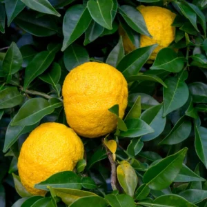 Yuzu Mandarin Plant - Citrus Tree - 2 to 3 Feet - Edible Fruit