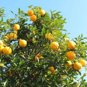Yuzu Mandarin Plant - Citrus Tree - 2 to 3 Feet - Edible Fruit