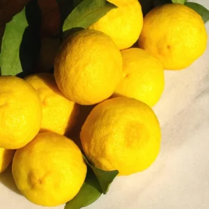 Yuzu Mandarin Plant - Citrus Tree - 2 to 3 Feet - Edible Fruit