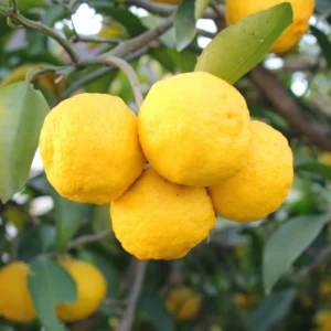Yuzu Mandarin Tree - 2 to 3 Feet Tall - Citrus Fruit Tree