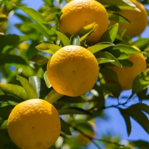 Yuzu Mandarin Tree - 2 to 3 Feet Tall - Citrus Fruit Tree