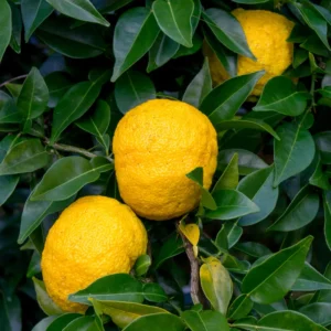 Yuzu Mandarin Tree - 2 to 3 Feet Tall - Citrus Fruit Tree