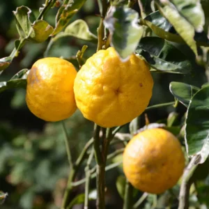 Yuzu Mandarin Tree - 2 to 3 Feet Tall - Citrus Fruit Tree