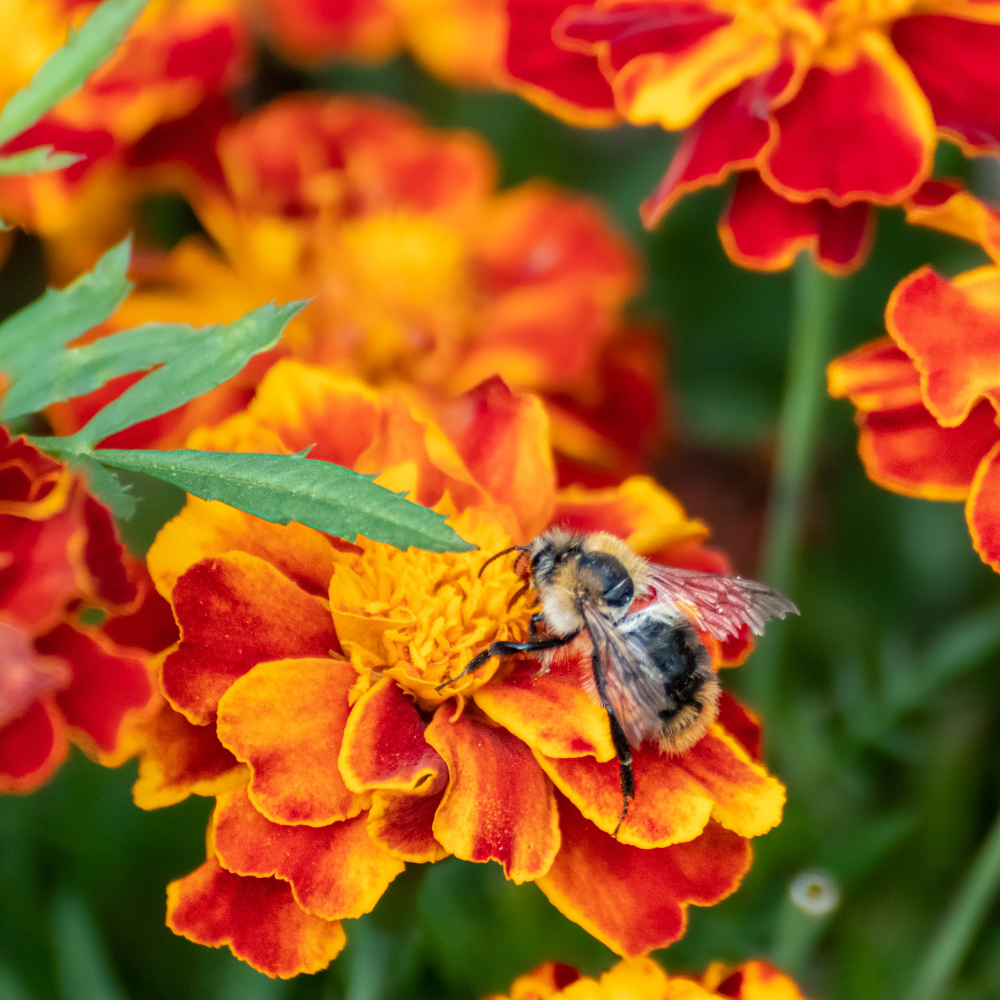 Pack 4 Marigold Plants Pack - Yellow Red Flowering Plants 3-5 Inch Indoor Outdoor - Image 3