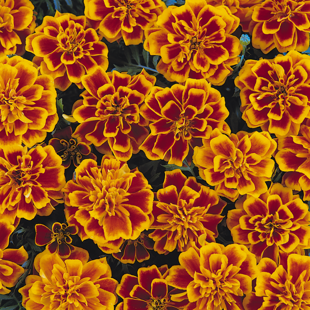 Pack 4 Marigold Plants Pack - Yellow Red Flowering Plants 3-5 Inch Indoor Outdoor - Image 5