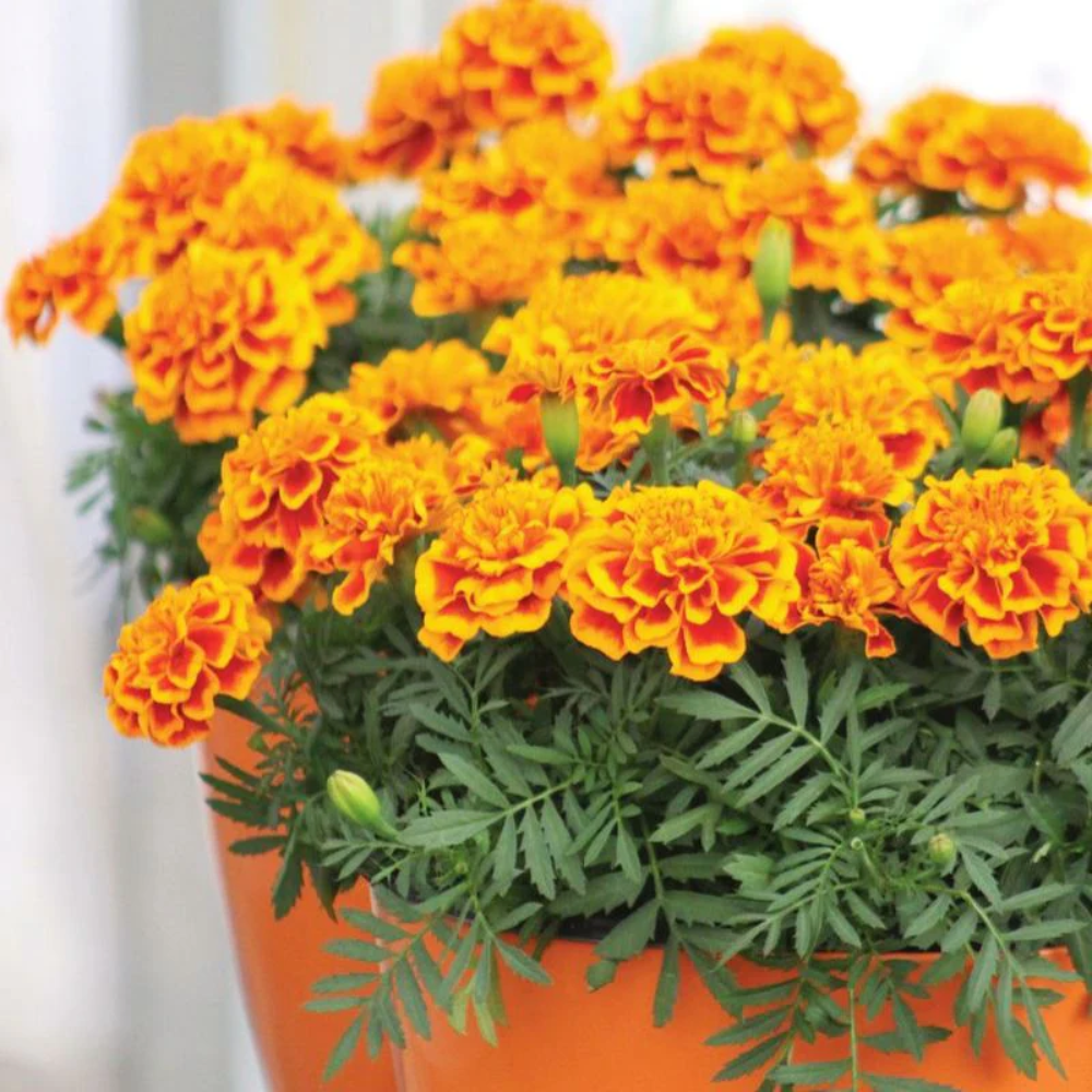 Pack 4 Marigold Plants Pack - Yellow Red Flowering Plants 3-5 Inch Indoor Outdoor - Image 4