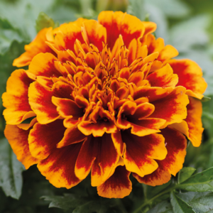 Alternative view of 2 Marigold Flower Plants - 4 Inch Pot - Yellow and Red Live Plants