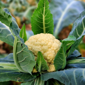 Alternative view of Cauliflower Plants Live Starter Plants 4-6 Inch Vegetable Plants