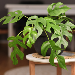 2 Monstera Deliciosa Live Plants - Split Leaf Philodendron, 4-7 Inches, Indoor Houseplant