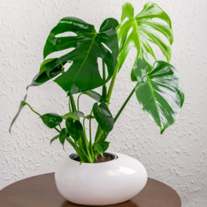 Alternative view of Monstera Deliciosa Plant Live Indoor Houseplant 4-8 Inch No Pot