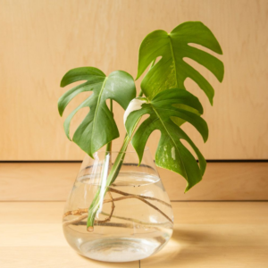 Monstera Deliciosa Plant Live Indoor Houseplant 4-8 Inch No Pot