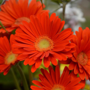 2 Orange Gerbera Daisy Plants - Live Flowering Daisies 4-6 Inch - Garden Ready