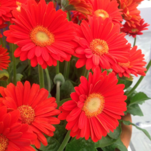 Alternative view of 2 Orange Gerbera Daisy Plants - Live Flowering Daisies 4-6 Inch - Garden Ready