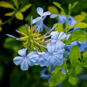 Alternative view of Blue Plumbago Plants Live Set - 4 Inch Flower Shrubs - Outdoor Planting