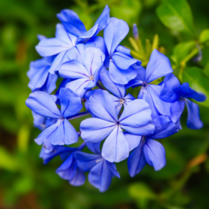 Plumbago Plants - Live Flowering Plant - 3-7 Inches - Garden Ready