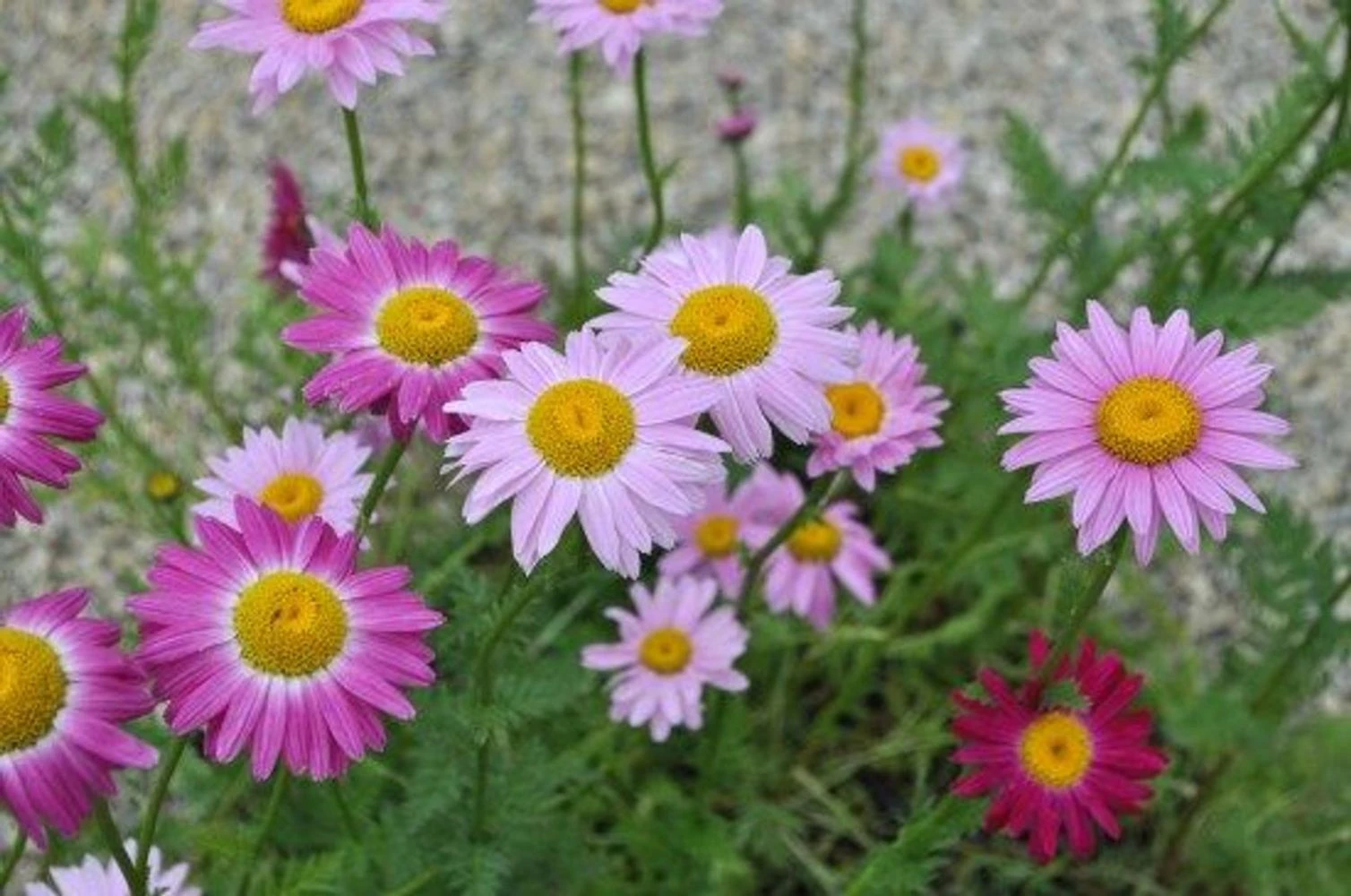Robinson's Daisy Plants Live - 2 Pack, 3-5 Inch Tall, Red Flowers