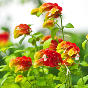 Alternative view of Set 2 Shrimp Plants Live - 4-6 Inch Tall Flowering Plant - Indoor Outdoor Growing