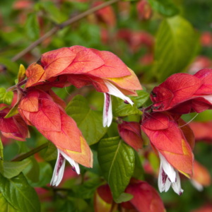Shrimp Plant Live - 4-7 Inches - Ideal for Indoor Decor