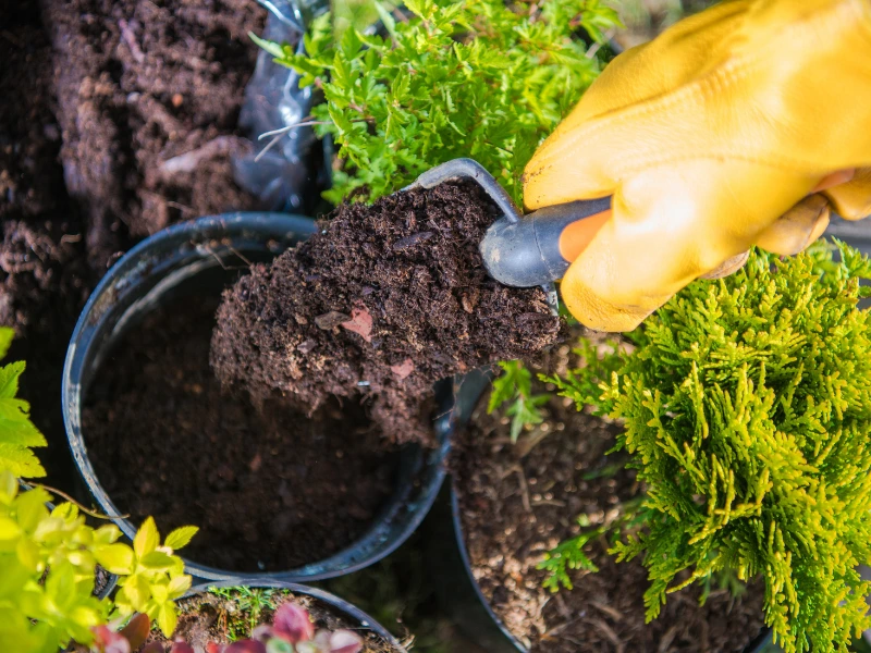 Soil preparation for growing