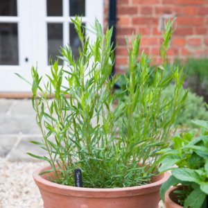 Alternative view of Tarragon Herb Plant - 4 Live Plants, 4-7 Inch Tall, Indoor/Outdoor