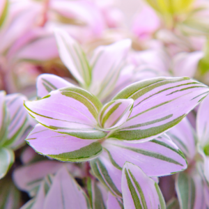 Alternative view of Wandering Jew Plant 4-Pack Live Tricolor Indoor Houseplant 2-4 Inches