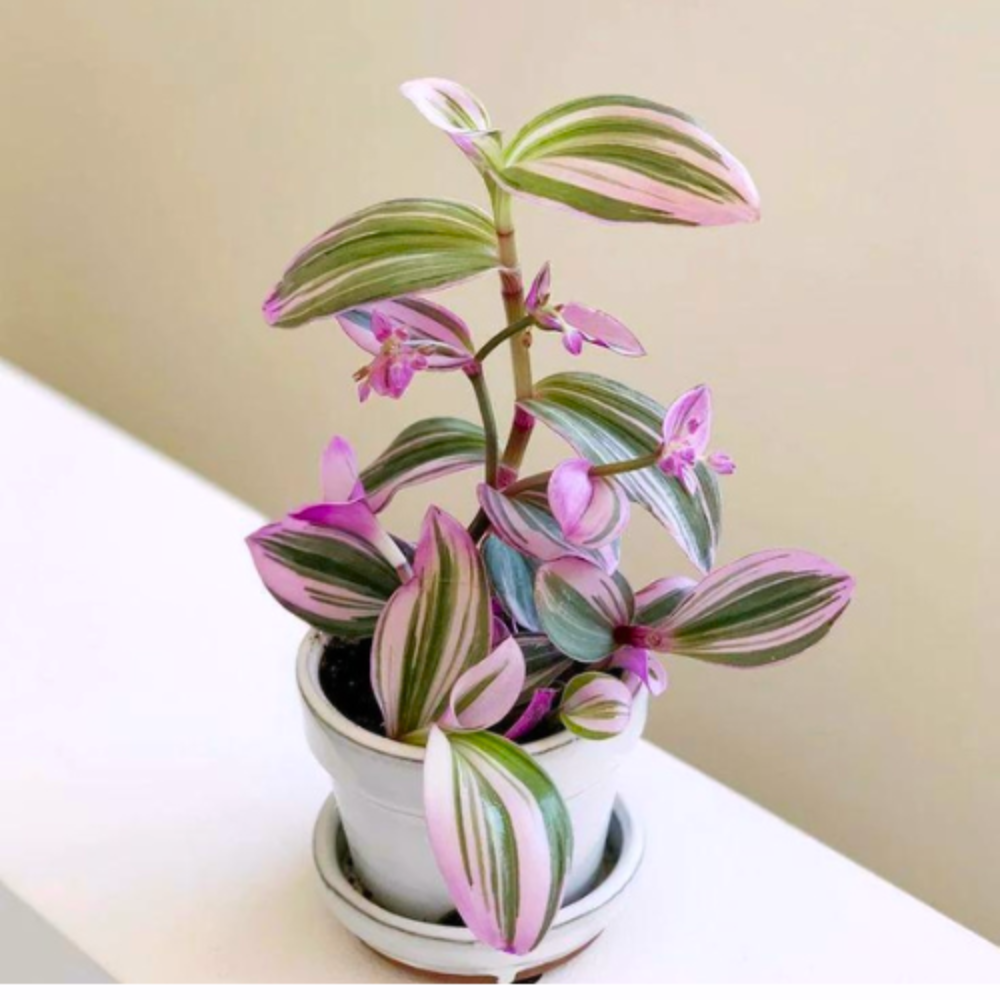 Wandering Jew Plant 4-Pack Live Tricolor Indoor Houseplant 2-4 Inches - Image 3