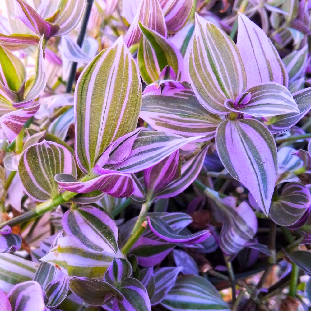 Wandering Jew Plant 4-Pack Live Tricolor Indoor Houseplant 2-4 Inches - Image 4