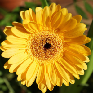 Alternative view of Pack 2 Gerbera Daisy Plants Live - Yellow Daisies Flowers 4-6 Inch Outdoor Garden