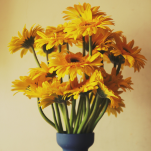 Pack 2 Gerbera Daisy Plants Live - Yellow Daisies Flowers 4-6 Inch Outdoor Garden