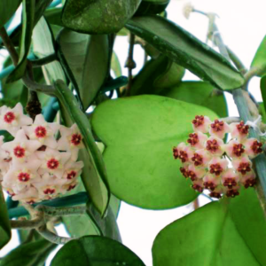 Alternative view of Hoya Kerii Hearts Plant - 4in Pot - Live Houseplant - Indoor Décor