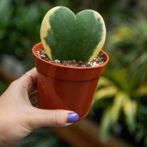 Hoya Kerii Hearts Plant - 4in Pot - Live Houseplant - Indoor Décor