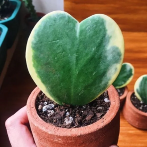 Hoya Kerii Hearts Plant 2in Pot - Live Houseplant - Air Purifying Decor