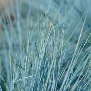 2 Blue Fescue Grass Plants - Ornamental Grass - 4