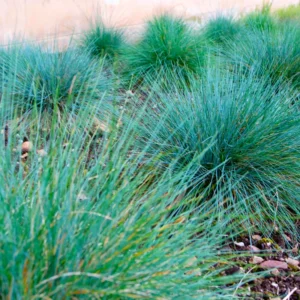 2 Blue Fescue Grass Plants - Ornamental Grass - 4