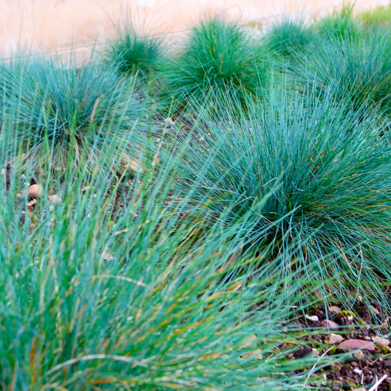 2 Blue Fescue Grass Plants - Ornamental Grass - 4" Pot - Blue