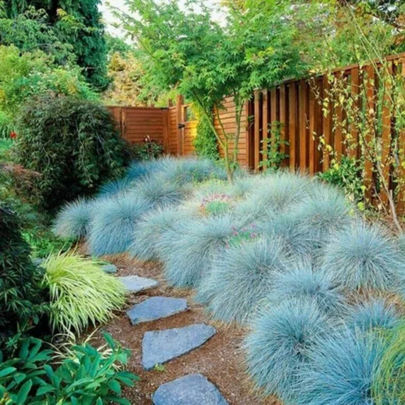 2 Blue Fescue Grass Plants - Ornamental Grass - 4" Pot - Blue