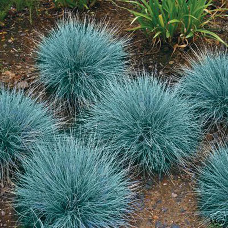 2 Blue Fescue Grass Plants - Ornamental Grass - 4" Pot - Blue