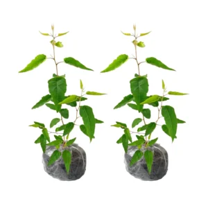 2 Live Eucalyptus Plants Starter Plug 3-6 Inch Green No Pot