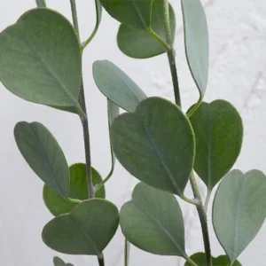 2 Live Eucalyptus Plants Starter Plug 3-6 Inch Green No Pot