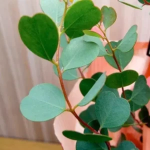 2 Live Eucalyptus Plants Starter Plug 3-6 Inch Green No Pot