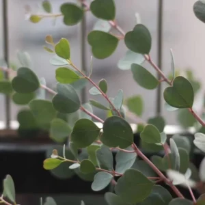 2 Live Eucalyptus Plants Starter Plug 3-6 Inch Green No Pot