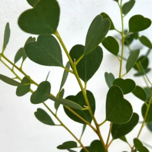 2 Live Eucalyptus Plants Starter Plug 3-6 Inch Green No Pot
