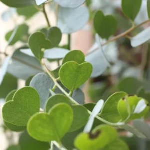 2 Live Eucalyptus Plants Starter Plug 3-6 Inch Green No Pot