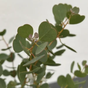 2 Live Eucalyptus Plants Starter Plug 3-6 Inch Green No Pot