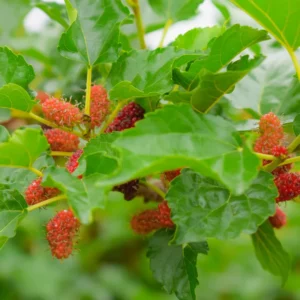 2 Red Mulberry Trees Live Plants 5-9 Inches Tall Sweet Fruit