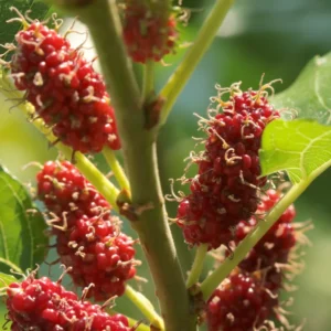 2 Red Mulberry Trees Live Plants 5-9 Inches Tall Sweet Fruit