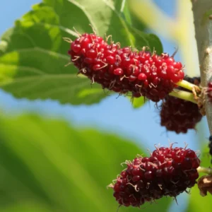 2 Red Mulberry Trees Live Plants 5-9 Inches Tall Sweet Fruit