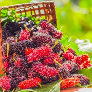 2 Red Mulberry Trees Live Plants 5-9 Inches Tall Sweet Fruit